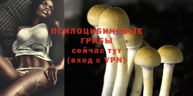 где купить наркоту  Гулькевичи  OMG зеркало  Псилоцибиновые грибы Psilocybe 